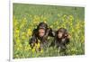 Chimpanzees-DLILLC-Framed Photographic Print