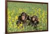 Chimpanzees-DLILLC-Framed Photographic Print