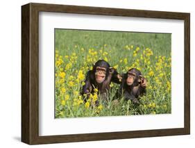 Chimpanzees-DLILLC-Framed Photographic Print