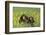 Chimpanzees-DLILLC-Framed Photographic Print