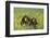 Chimpanzees-DLILLC-Framed Photographic Print