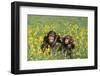 Chimpanzees-DLILLC-Framed Photographic Print