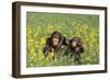 Chimpanzees-DLILLC-Framed Photographic Print