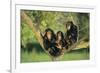 Chimpanzees-DLILLC-Framed Photographic Print