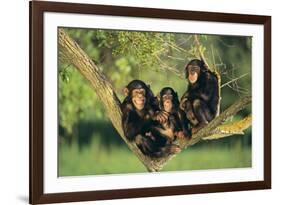 Chimpanzees-DLILLC-Framed Photographic Print