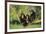 Chimpanzees-DLILLC-Framed Photographic Print