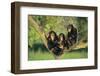 Chimpanzees-DLILLC-Framed Photographic Print