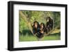 Chimpanzees-DLILLC-Framed Photographic Print