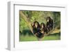 Chimpanzees-DLILLC-Framed Photographic Print