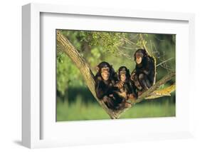 Chimpanzees-DLILLC-Framed Photographic Print