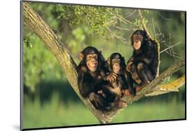 Chimpanzees-DLILLC-Mounted Photographic Print