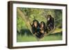 Chimpanzees-DLILLC-Framed Photographic Print