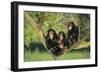 Chimpanzees-DLILLC-Framed Photographic Print