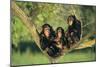 Chimpanzees-DLILLC-Mounted Photographic Print