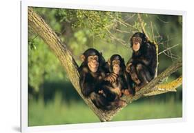 Chimpanzees-DLILLC-Framed Photographic Print