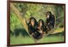 Chimpanzees-DLILLC-Framed Photographic Print