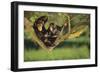 Chimpanzees-DLILLC-Framed Photographic Print