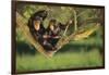 Chimpanzees-DLILLC-Framed Photographic Print