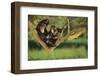 Chimpanzees-DLILLC-Framed Photographic Print