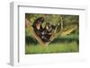 Chimpanzees-DLILLC-Framed Photographic Print