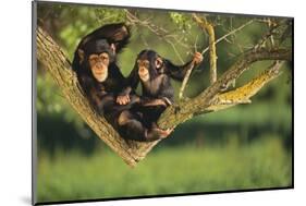 Chimpanzees-DLILLC-Mounted Photographic Print