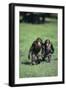 Chimpanzees-DLILLC-Framed Photographic Print