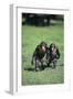 Chimpanzees-DLILLC-Framed Photographic Print