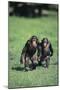 Chimpanzees-DLILLC-Mounted Photographic Print