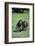 Chimpanzees-DLILLC-Framed Photographic Print