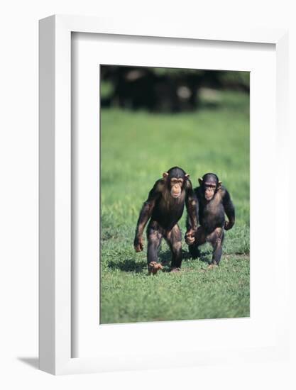 Chimpanzees-DLILLC-Framed Photographic Print