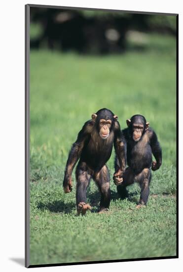 Chimpanzees-DLILLC-Mounted Photographic Print