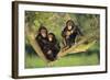 Chimpanzees-DLILLC-Framed Photographic Print