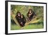 Chimpanzees-DLILLC-Framed Photographic Print