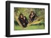 Chimpanzees-DLILLC-Framed Photographic Print