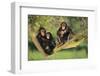 Chimpanzees-DLILLC-Framed Photographic Print