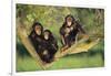 Chimpanzees-DLILLC-Framed Photographic Print