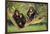 Chimpanzees-DLILLC-Framed Photographic Print