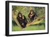 Chimpanzees-DLILLC-Framed Photographic Print