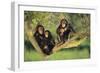 Chimpanzees-DLILLC-Framed Photographic Print