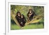 Chimpanzees-DLILLC-Framed Photographic Print