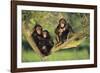 Chimpanzees-DLILLC-Framed Photographic Print