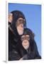 Chimpanzees-DLILLC-Framed Photographic Print