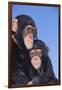 Chimpanzees-DLILLC-Framed Photographic Print