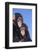 Chimpanzees-DLILLC-Framed Photographic Print