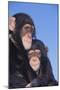 Chimpanzees-DLILLC-Mounted Photographic Print