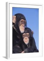 Chimpanzees-DLILLC-Framed Photographic Print