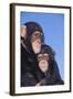 Chimpanzees-DLILLC-Framed Photographic Print