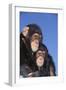 Chimpanzees-DLILLC-Framed Photographic Print