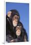 Chimpanzees-DLILLC-Framed Photographic Print