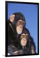 Chimpanzees-DLILLC-Framed Photographic Print